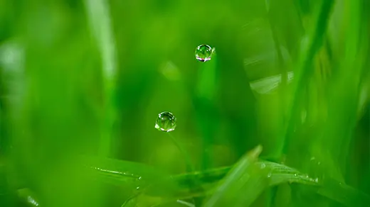 Wassertropfen fallen auf einen sattgrünen Rasen.&nbsp; (Foto)
